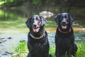 美国水猎犬的饲养方法（了解它的需求，做好饲养准备）