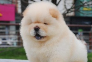 松狮犬常见的表情变化（探究宠物狗的心情世界——以松狮犬为例）