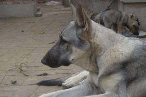 狼青犬饲养之道（如何让狼青犬健康成长？）