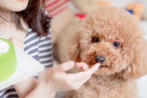 泰迪宠物可以吃红薯吗？（红薯是否适合泰迪宠物？如何正确喂食？）