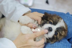 串串狗的饮食偏好及狗粮推荐（串串狗适宜食用哪种狗粮？了解串串狗的饮食需求）