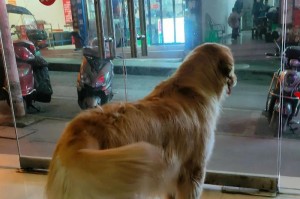 1岁金毛的饮食指南（营养均衡，健康快乐成长）