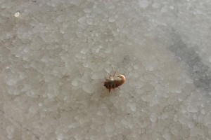 金毛身上的常见寄生虫有哪些？（了解金毛身上的寄生虫，保护宠物健康。）