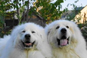 大白熊犬疫苗与洗澡的必备知识（宠物养护必知，提高健康质量）