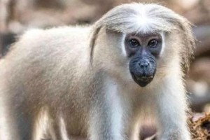 如何饲养猴面犬——宠物爱好者必读的指南
