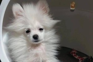 狗狗的尴尬期（探究狗狗的成长阶段，如何缓解狗狗的尴尬期心理问题？）