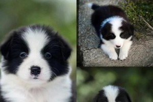 训练你的边境牧羊犬（15个简单步骤让你的边境牧羊犬成为最好的工作犬）