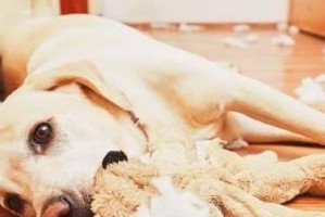 成为拉拉主人的必备知识（宠物拉拉的喂养、训练、照顾等详细指南）