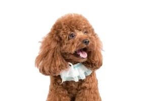 养泰迪犬的7大误区，你犯了吗？（以养泰迪犬为例，了解养狗的基本知识）