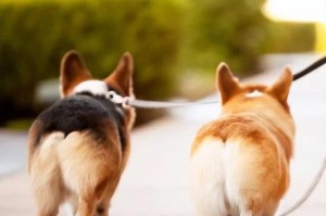 探秘可爱柯基犬的多彩世界（不同颜色，不同魅力，多彩世界尽收眼底）