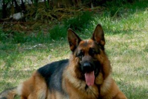 如何训练德国牧羊犬坐下（用正面训练法打造温顺听话的宠物）