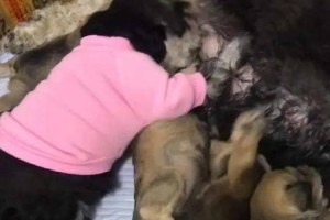 为什么狗狗的肚子扁扁的？（揭秘狗狗肚子形态的原因及相关健康问题）