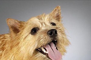 狗的舌头之谜（探寻天生舌长的巨型犬种以及其独特的生理特征）