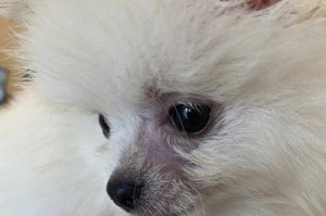 如何识别狗狗皮肤病（宠物主人必看，轻松判断狗狗皮肤病）