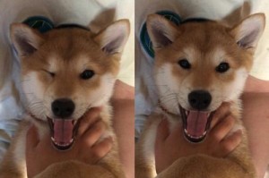 狗狗尴尬期（探索狗狗尴尬期的表现及如何应对）