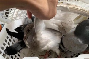 以瓦灰鸽为宠物的养殖方法（了解养殖基本技巧，让瓦灰鸽健康成长）