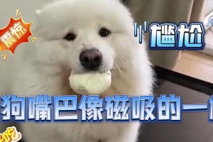 狗狗口腔异常问题大揭秘！（为什么狗狗口臭、口腔溃疡等问题屡屡发生？）