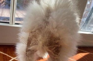 博美颈椎问题及其症状（博美犬常见的颈椎问题及对应的症状，帮助您及时发现并处理）