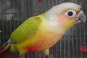 小绯胸鹦鹉饲养指南（以宠物为主，让你的小绯胸鹦鹉健康快乐成长）