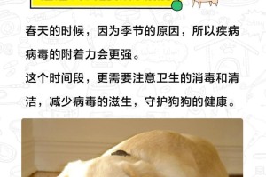 狗狗即将迎来宝宝，如何做好准备？（孕犬期间的关注重点和注意事项）