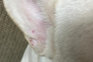 狗狗耳朵里有点红是什么原因？（探寻狗狗耳朵发红的可能原因和处理方法）