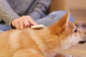 剃毛是否真的能帮助狗狗降温？（揭开剃毛狗狗的降温真相）