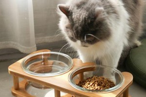 玻璃猫的饲养方法（了解玻璃猫的特点及注意事项）