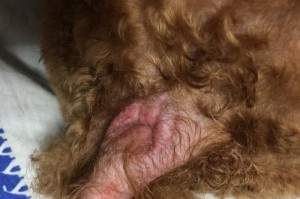 屁眼肿了的原因及处理方法（了解为什么会出现屁眼肿胀，以及如何处理）