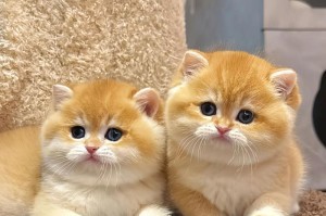 猫咪的断奶时机与方法（了解猫咪的成长需求，合理选择断奶时机）