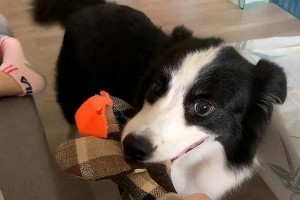 为什么我的狗狗喜欢咬人？（探究咬人行为的原因和解决方法）