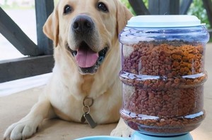 犬只缺钙的症状与防治措施（宠物狗缺钙会出现哪些表现？如何预防和治疗？）