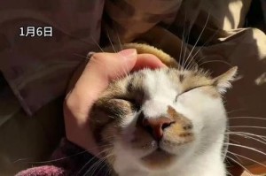 小猫为什么会打呼噜（探究小猫打呼噜的原因与影响）