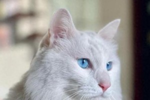 山东狮子猫（探寻山东狮子猫迷人的特点与魅力）