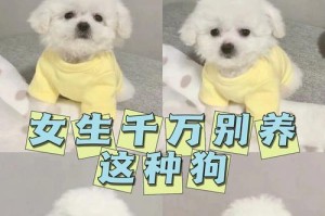 女生养什么样的小狗最适合？（选择一只合适的小狗陪伴你的生活）