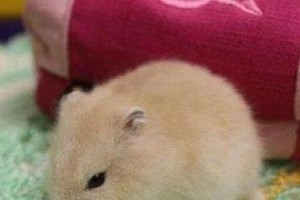 以花斑仓鼠为宠物的饲养指南（花斑仓鼠的特点、饲养环境和日常护理）