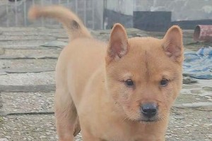 红毛狗狗春季养护全攻略（宠物的春天，如何让红毛狗狗更健康？）