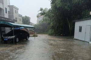 探索流浪狗不肯回家的原因（解读流浪狗迷失归途的心理与环境因素）
