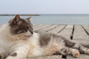 宠物猫吐毛球的表现（了解猫咪身体语言，提前预防毛球问题）