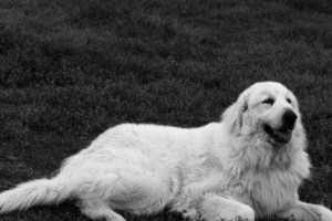 如何训练大白熊犬不乱叫（以爱宠为主，让大白熊犬成为安静的伴侣）