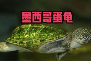 墨西哥地鼠龟的饲养方法（从营养需求到环境要求，让你轻松打造一个适合墨西哥地鼠龟的家园）