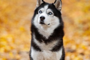哈士奇的成年周期（揭秘哈士奇从幼犬到成年犬的成长历程）