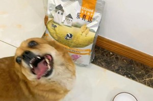 科学合理的狗粮配方设计（探讨狗粮中应包含的营养成分与比例）