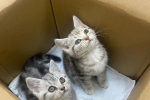 以虎斑为主的猫粮推荐（满足虎斑猫需求的营养均衡猫粮推荐）