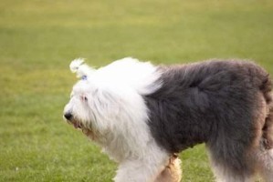 如何鉴定纯种英国古代牧羊犬（宠物爱好者必知的英国古代牧羊犬鉴定方法）