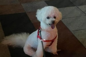 比熊吃什么发毛？（探索比熊的饮食与毛发生长的关系）