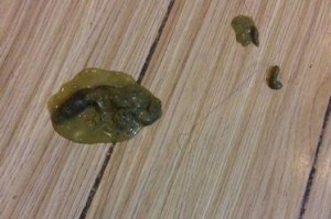 狗狗的正常排便次数是多少？（探讨狗狗每天排便次数的合理范围和注意事项）