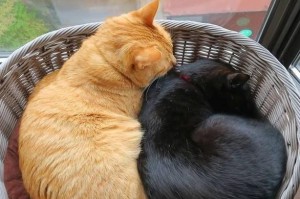 猫是如何认路的奥秘（揭开猫视觉识别的神秘面纱）