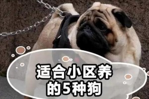 冬季养巴哥犬的注意事项（关爱巴哥犬在寒冷冬季的健康）