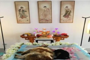 宠物去世后的火葬手续（送别至爱，给宠物一个尊严的告别）
