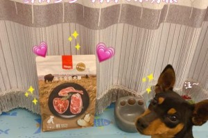 如何通过饮食增加犬毛的颜色（为你的犬只提供适当的饮食，让毛色更加亮丽）